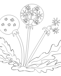 Malvorlage Butterblume kostenlos 1