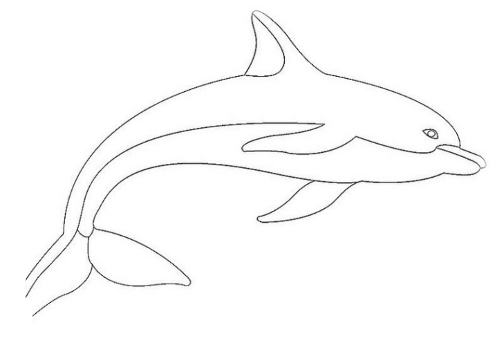 ausmalbilder zum drucken malvorlage delphine kostenlos 4