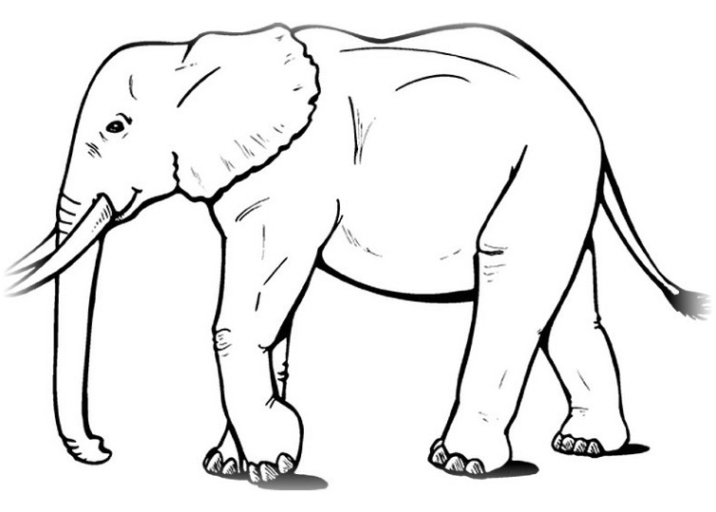 ausmalbilder zum drucken malvorlage elefant kostenlos 5