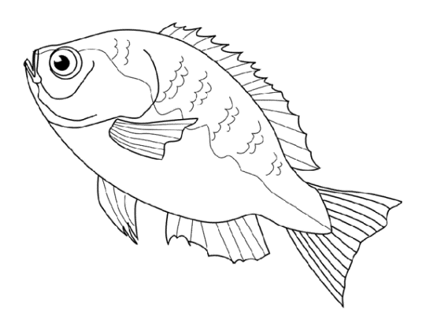 32 fische bilder kostenlos  besten bilder von ausmalbilder