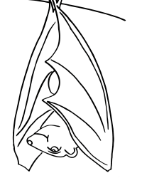 Malvorlage Fledermaus kostenlos 1