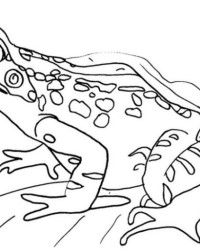 Malvorlage Frosch kostenlos 1
