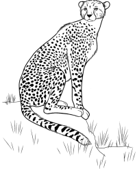 Malvorlage Gepard kostenlos 1