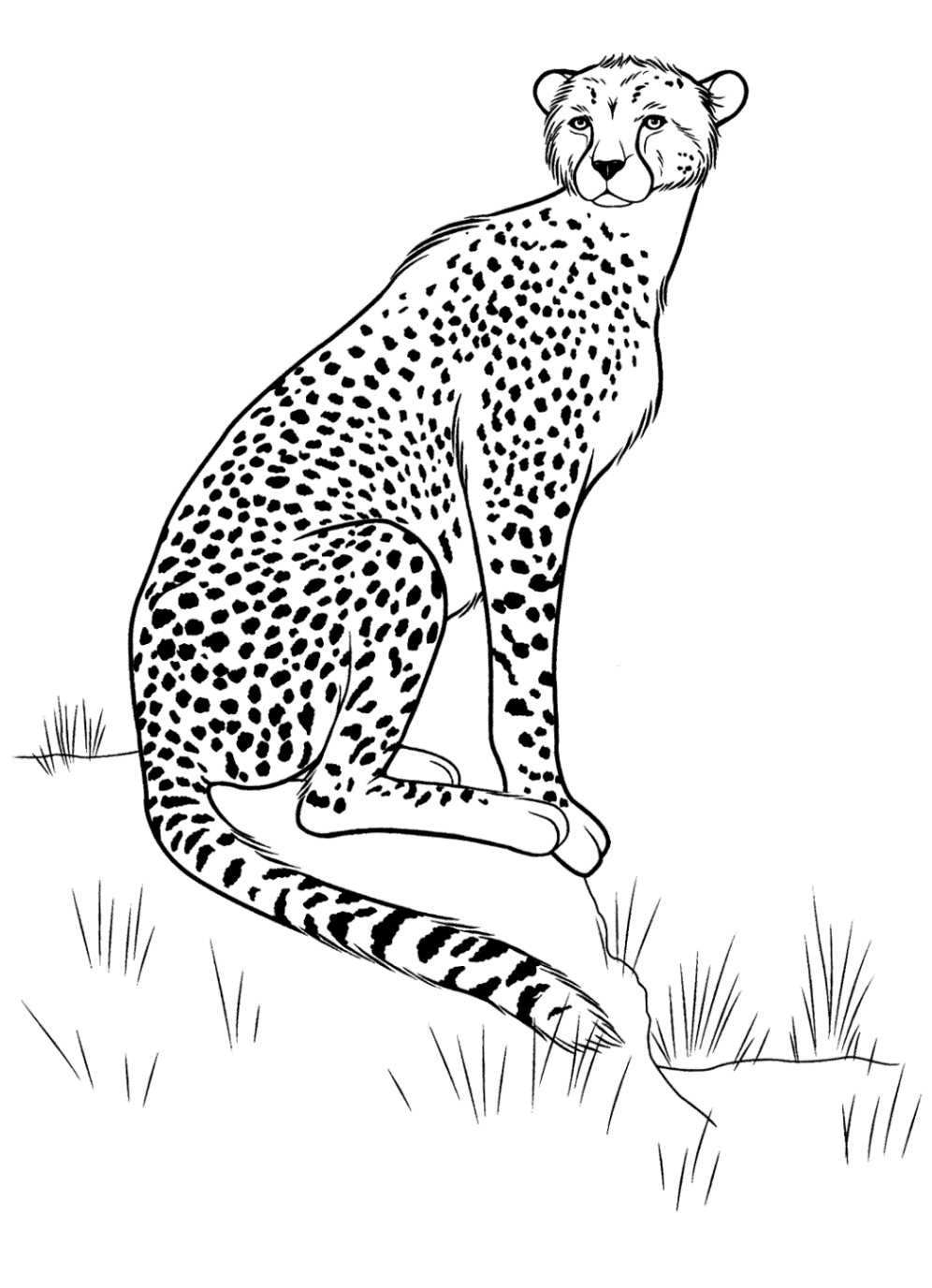 Ausmalbilder zum Drucken Malvorlage Gepard kostenlos 1