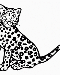 Malvorlage Gepard kostenlos 2