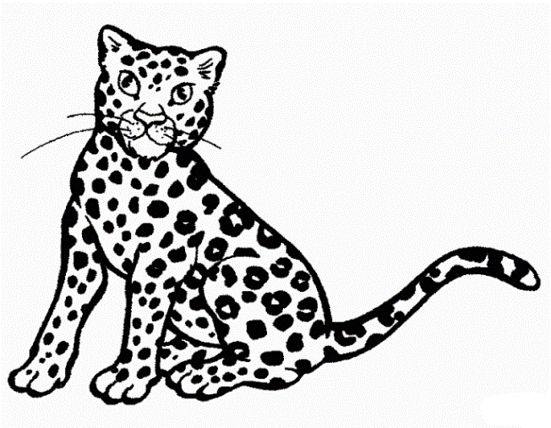 ausmalbilder zum drucken malvorlage gepard kostenlos 2