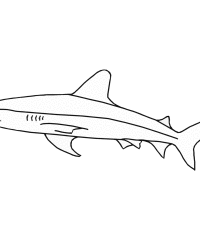 Malvorlage Haifisch kostenlos 3