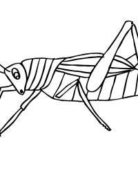 Malvorlage Insekten kostenlos 2