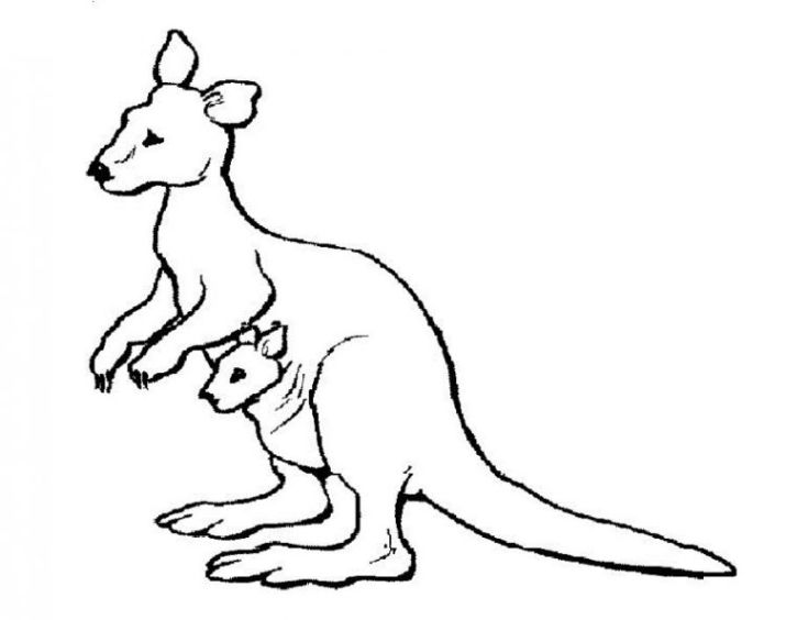 ausmalbilder zum drucken malvorlage känguru kostenlos 2