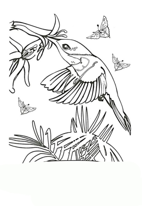 ausmalbilder zum drucken malvorlage kolibri kostenlos 1