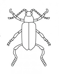 Malvorlage Käfer kostenlos 1