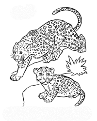 Malvorlage Leopard kostenlos 2