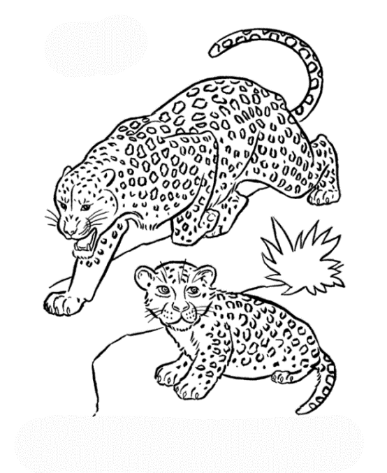 ausmalbilder leopard