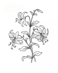 Malvorlage Lilie kostenlos 1