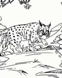 Malvorlage Luchs kostenlos 2