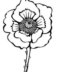 Malvorlage Mohn kostenlos 2