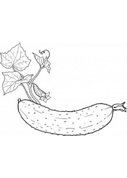 Ausmalbilder zum Drucken Malvorlage Obst und Gemüse
