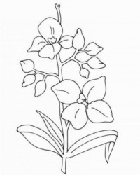 Malvorlage Orchidee kostenlos 3