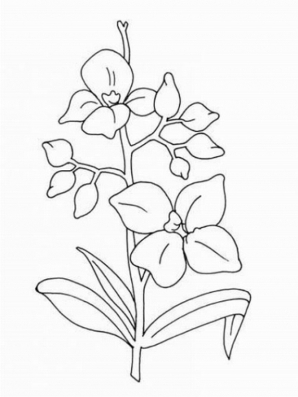 ausmalbilder zum drucken malvorlage orchidee kostenlos 3