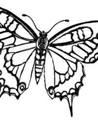 Malvorlage Schmetterling kostenlos 6