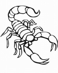 Malvorlage Skorpion kostenlos 1