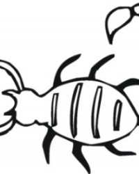 Malvorlage Skorpion kostenlos 2