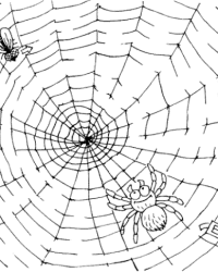 Malvorlage Spinne kostenlos 2