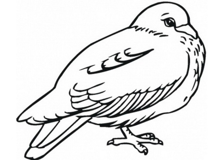 ausmalbilder zum drucken malvorlage taube kostenlos 3