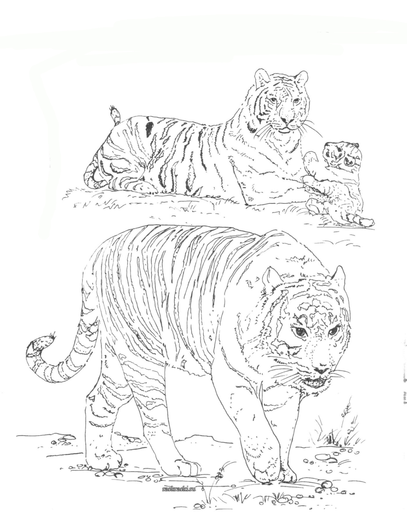 ausmalbilder zum drucken malvorlage tiger kostenlos 2