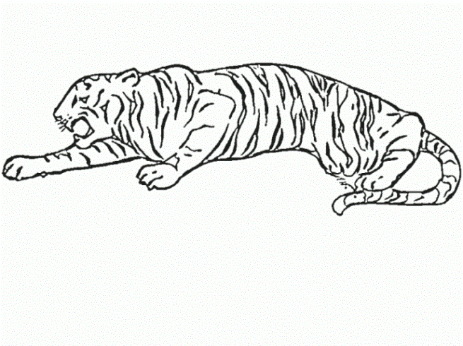 ausmalbilder zum drucken malvorlage tiger kostenlos 3