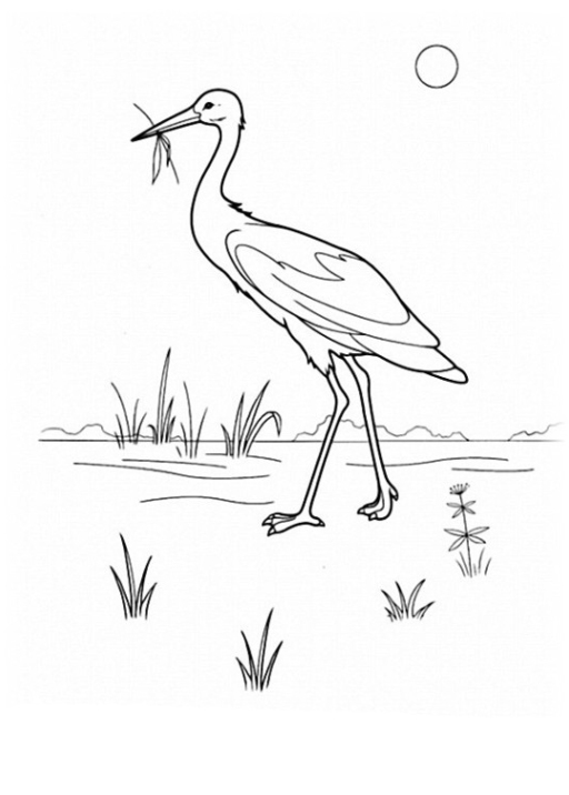Ausmalbilder zum Drucken Malvorlage Vögel kostenlos 1