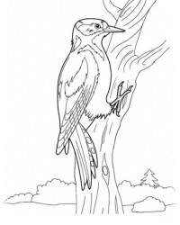 Malvorlage Vögel kostenlos 4