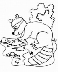 Malvorlage Waschbär kostenlos 1