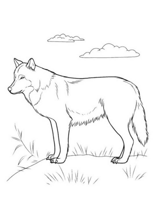 ausmalbilder zum drucken malvorlage wolf kostenlos 1
