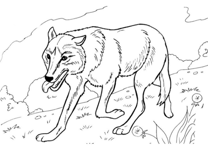 Wolf Ausmalbilder Zum Ausdrucken : Wolf Ausmalbild für Erwachsene zum Ausdrucken / Drucke diese wolf ausmalbilder kostenlos aus.